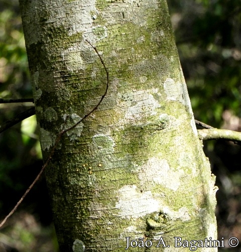 Lonchocarpus campestris