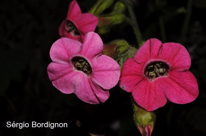 Nicotiana forgetiana