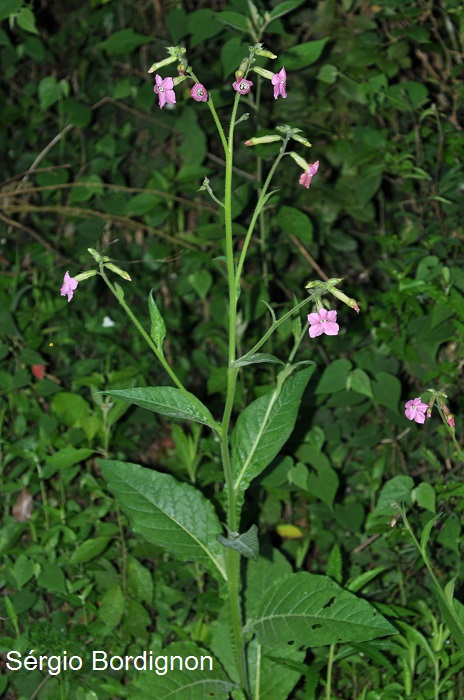 Nicotiana forgetiana