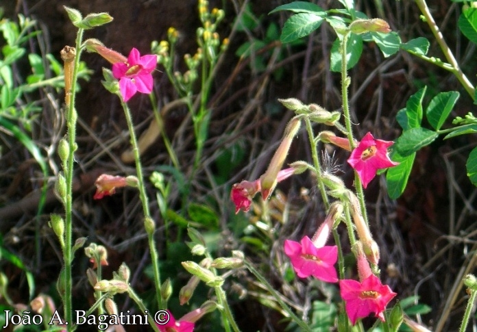 Nicotiana forgetiana