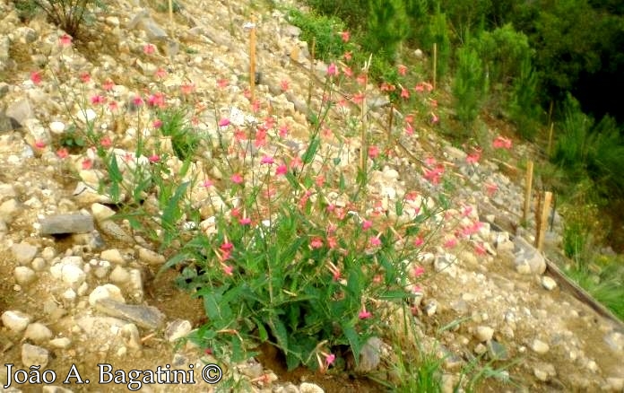 Nicotiana forgetiana