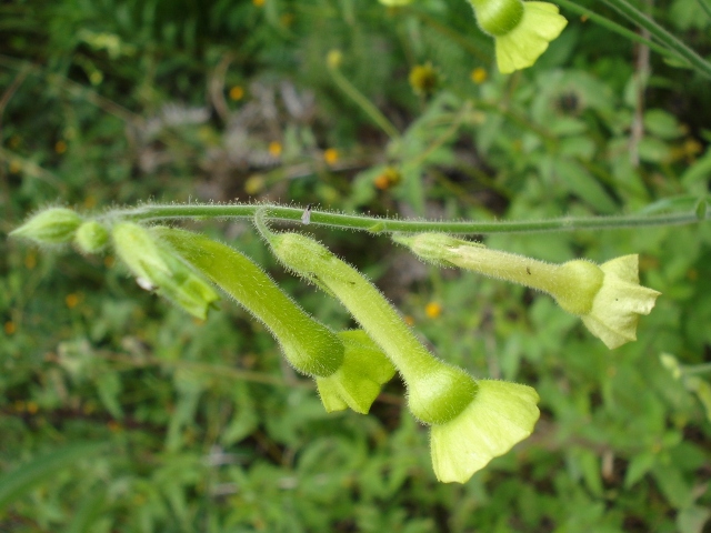 Nicotiana langsdorffii