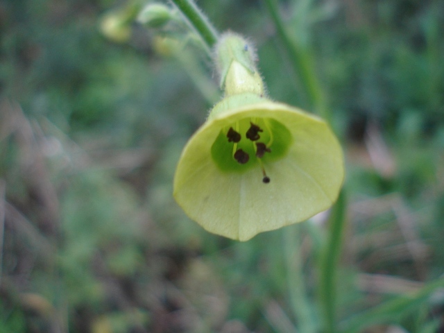 Nicotiana langsdorffii