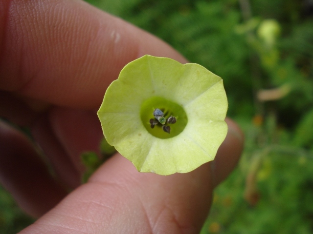 Nicotiana langsdorffii