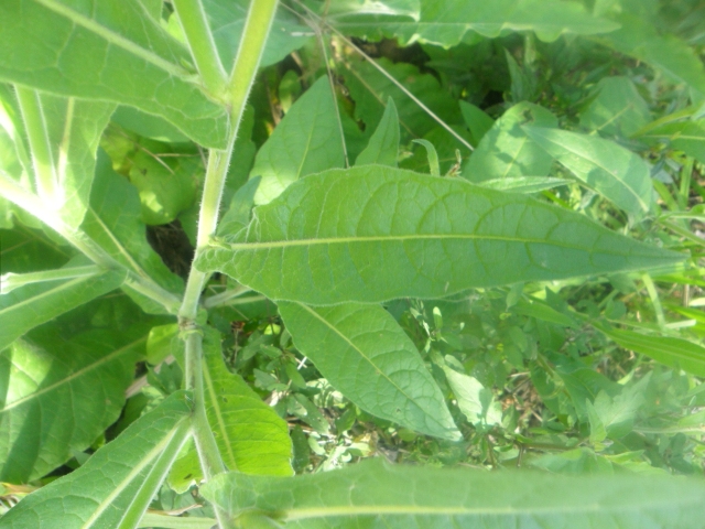 Nicotiana langsdorffii