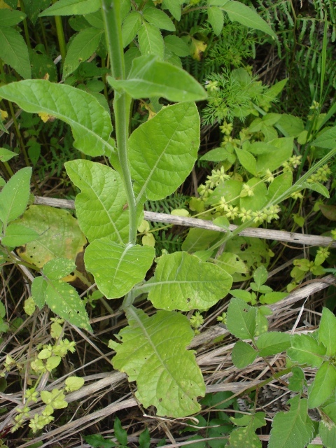 Nicotiana langsdorffii