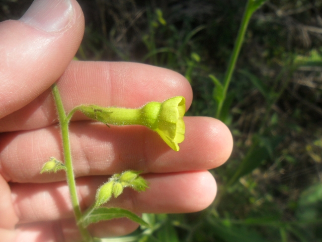 Nicotiana langsdorffii