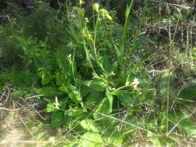 Nicotiana langsdorffii