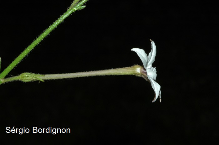 Nicotiana longiflora