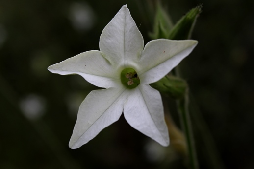 Nicotiana longiflora