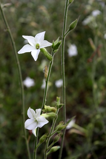 Nicotiana longiflora