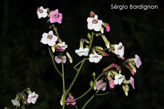 Nicotiana mutabilis