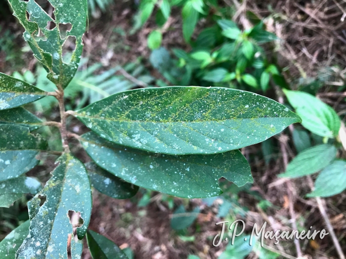 Nectandra lanceolata