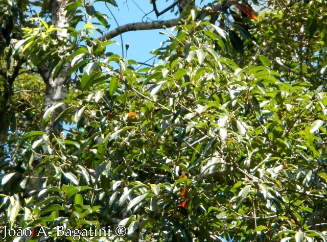 Nectandra lanceolata