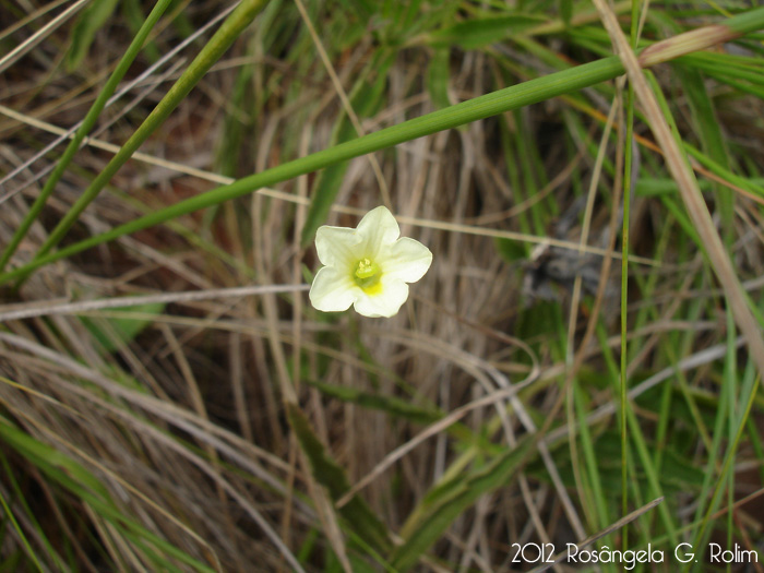 Bouchetia anomala