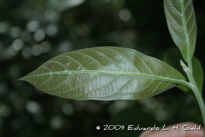 Nectandra lanceolata