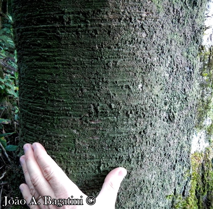 Nectandra lanceolata