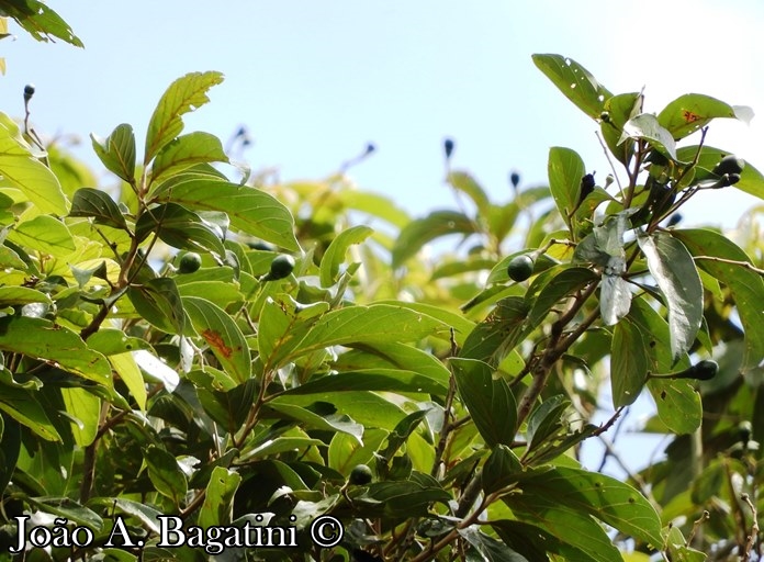 Nectandra lanceolata