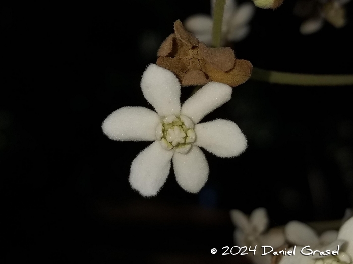 Nectandra lanceolata