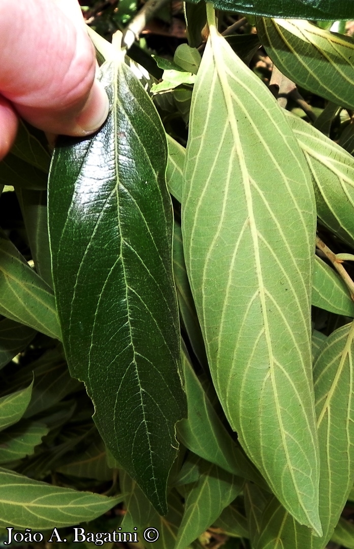 Nectandra lanceolata