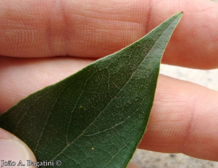 Nectandra lanceolata