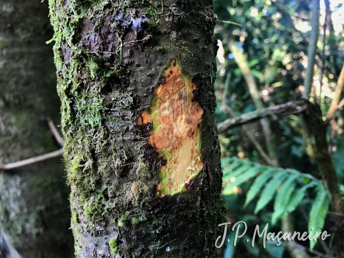 Nectandra lanceolata