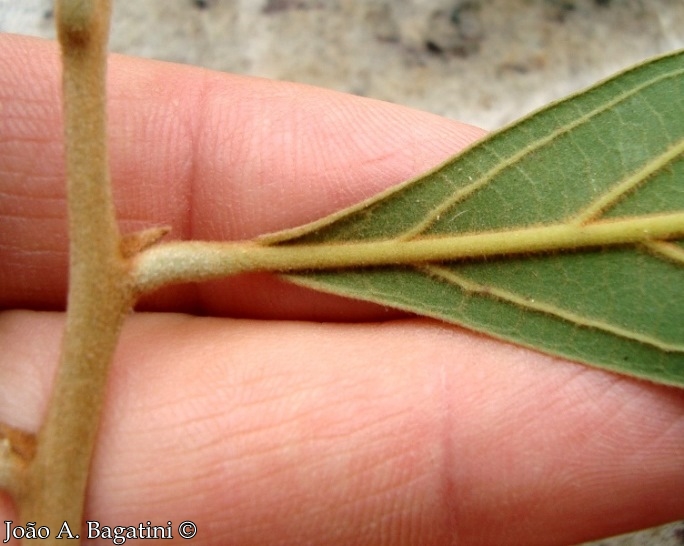 Nectandra lanceolata