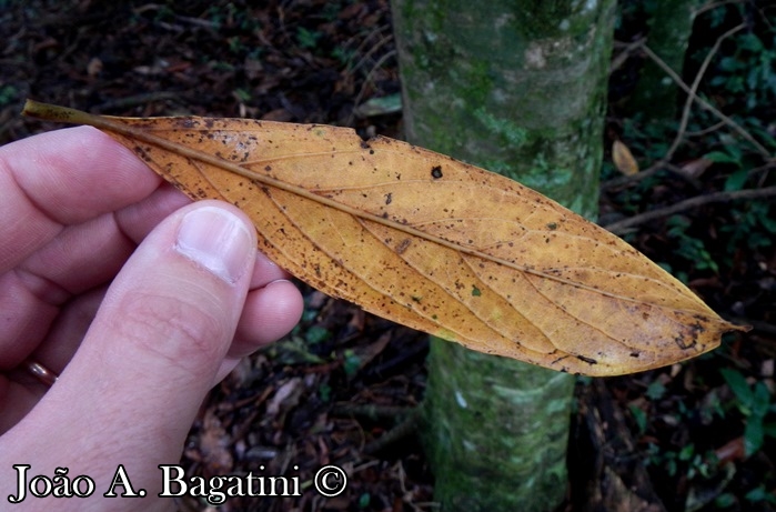 Nectandra lanceolata