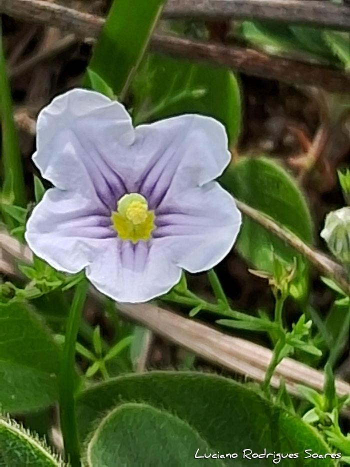 Nierembergia linariifolia
