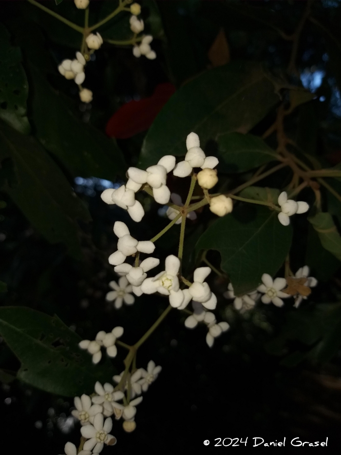 Nectandra lanceolata