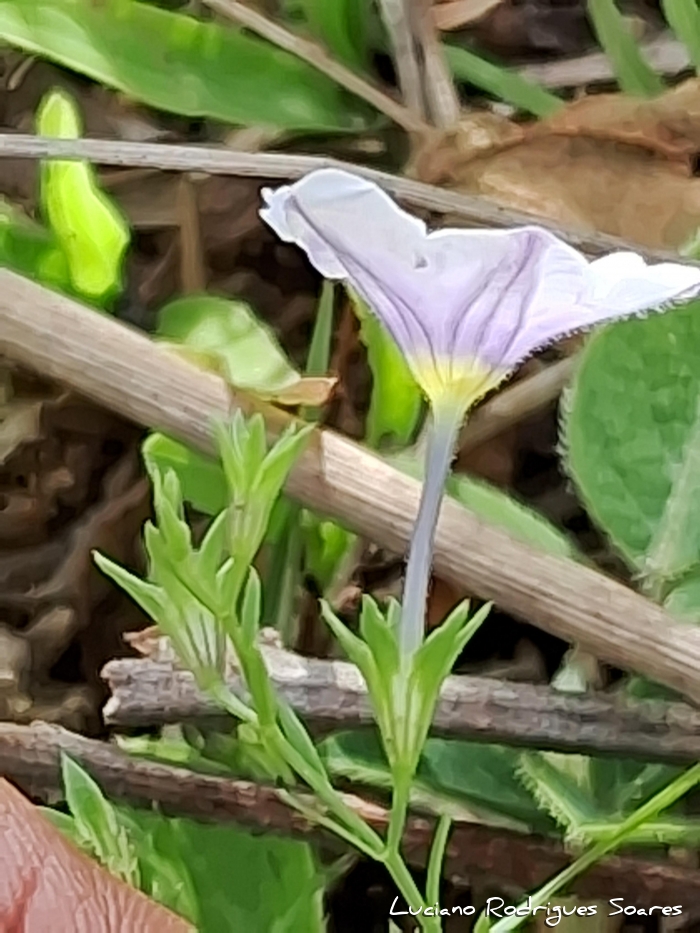 Nierembergia linariifolia