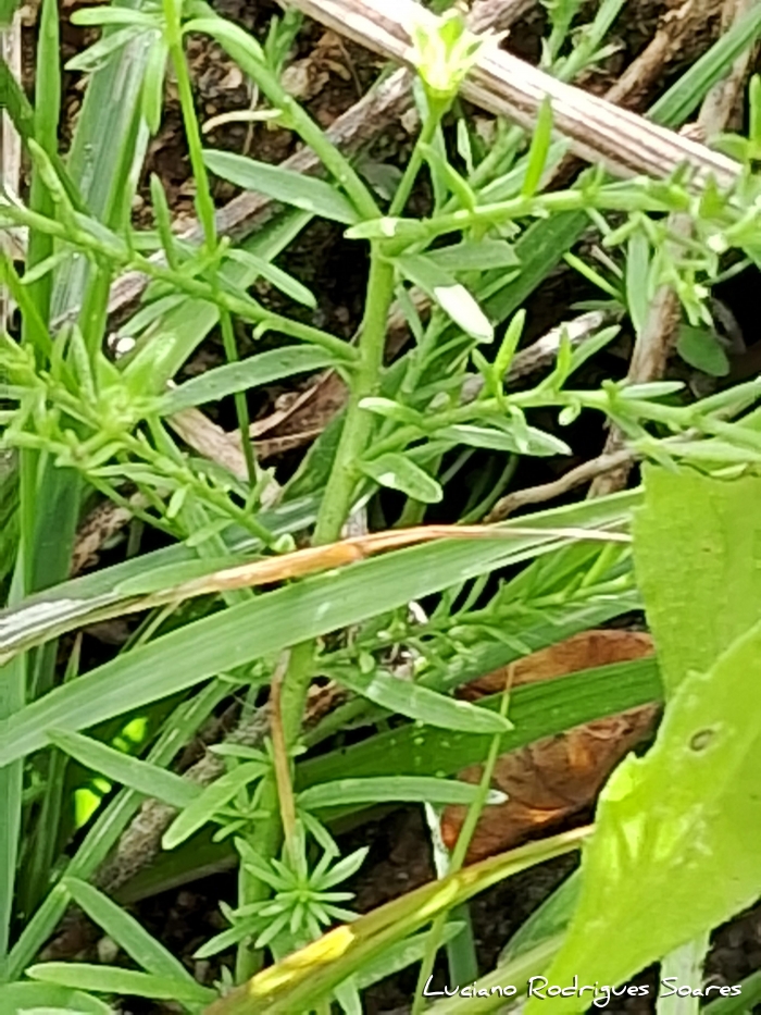 Nierembergia linariifolia