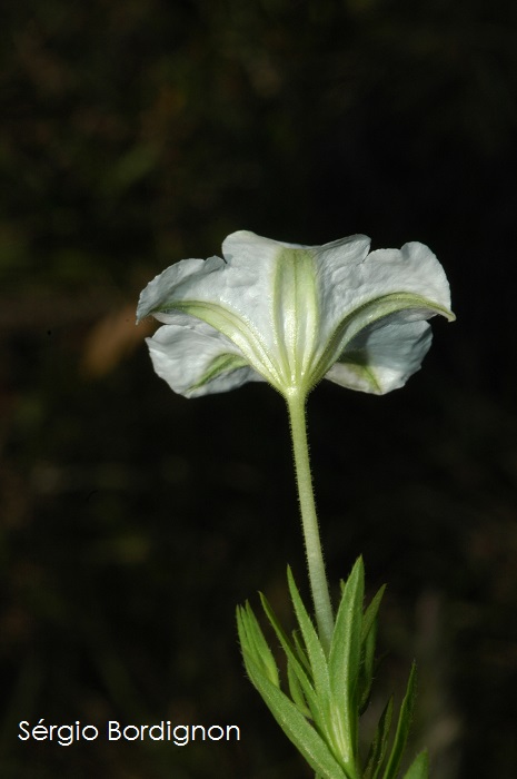 Nierembergia riograndensis