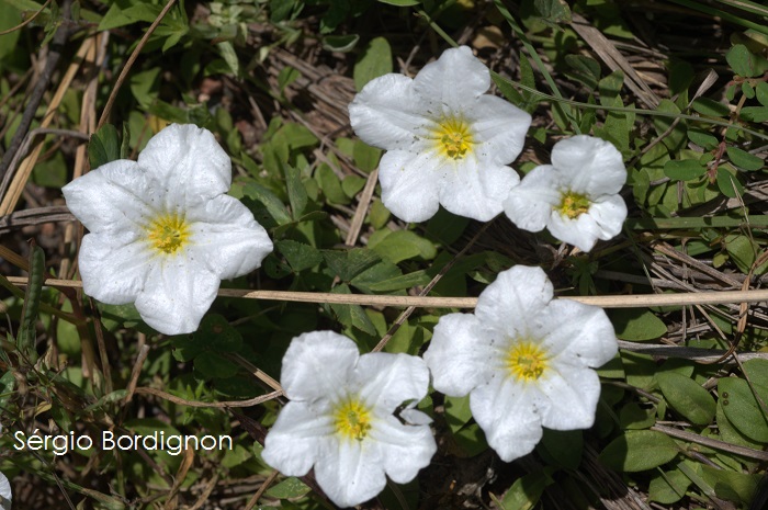 Nierembergia riograndensis