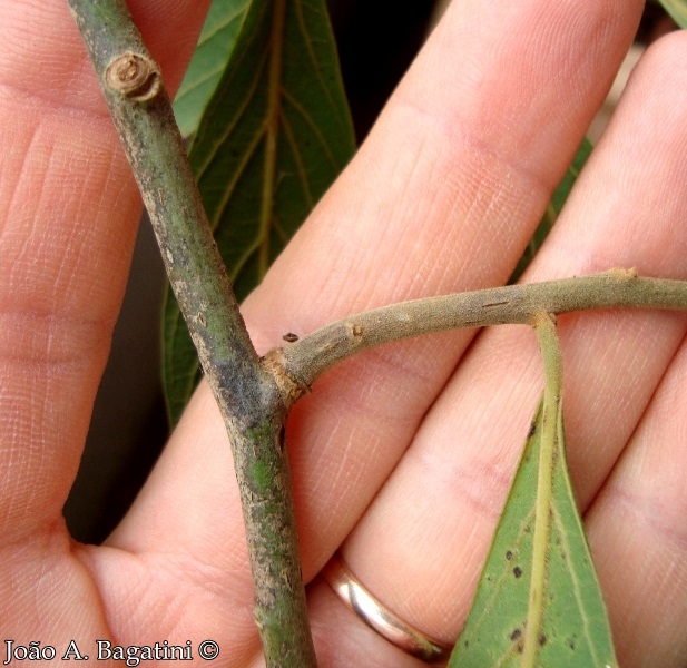 Nectandra lanceolata