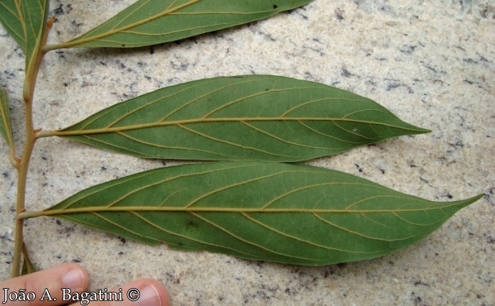 Nectandra lanceolata