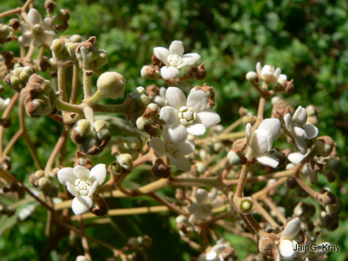 Nectandra lanceolata