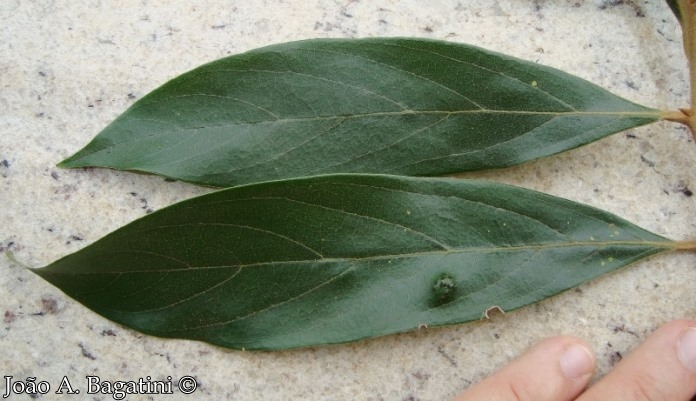 Nectandra lanceolata