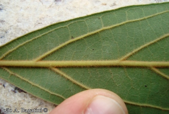 Nectandra lanceolata