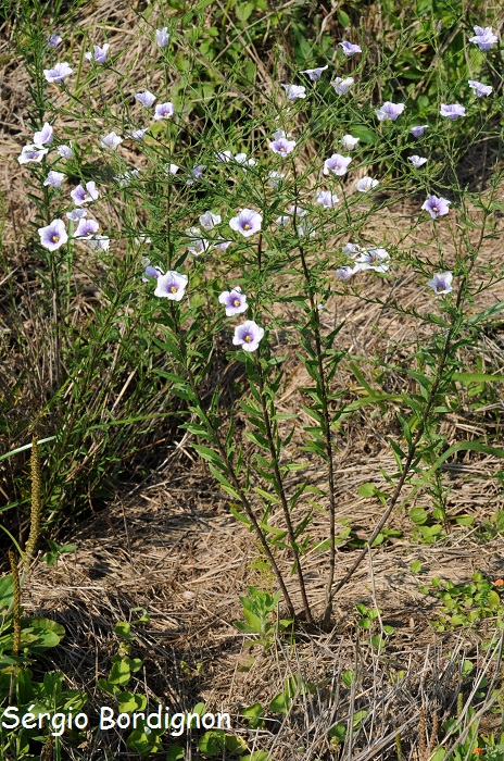 Nierembergia scoparia