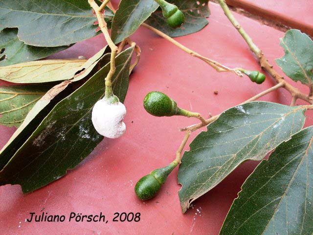 Nectandra lanceolata