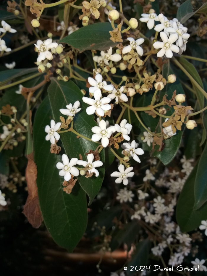 Nectandra lanceolata