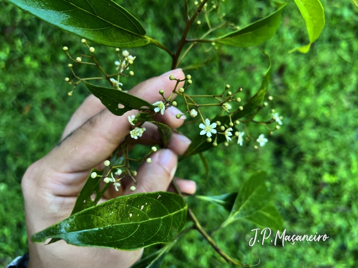 Nectandra lanceolata