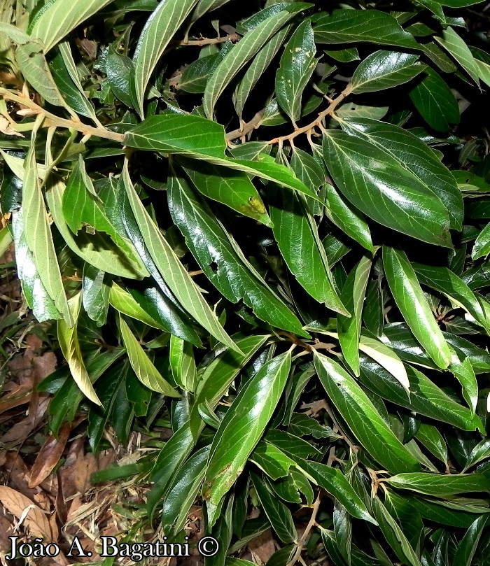 Nectandra lanceolata