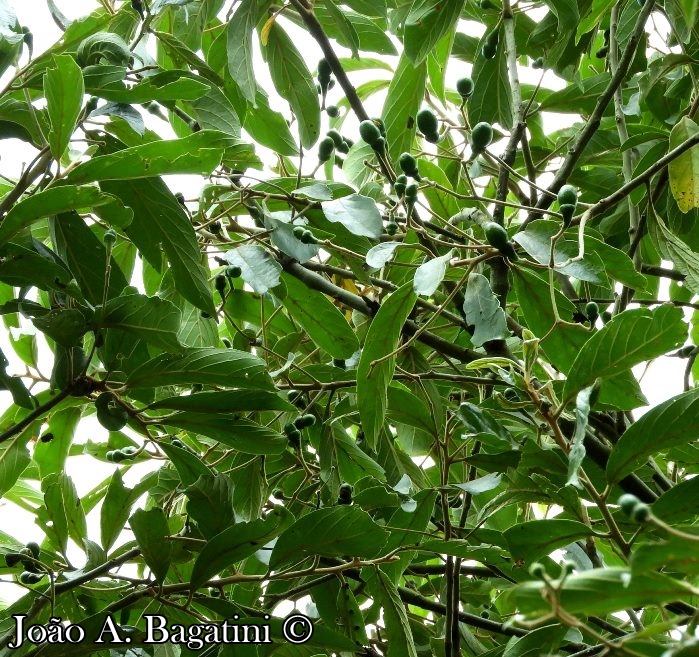 Nectandra lanceolata