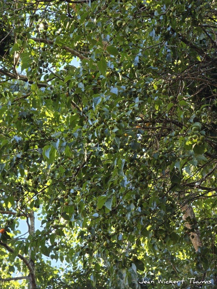 Campomanesia xanthocarpa