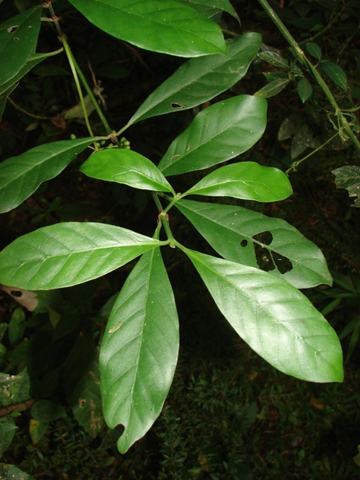 Psychotria carthagenensis