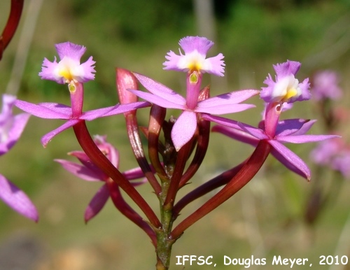 Epidendrum secundum