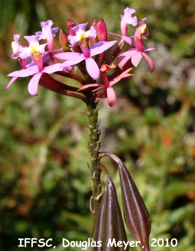 Epidendrum secundum