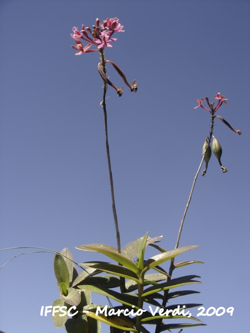 Epidendrum secundum